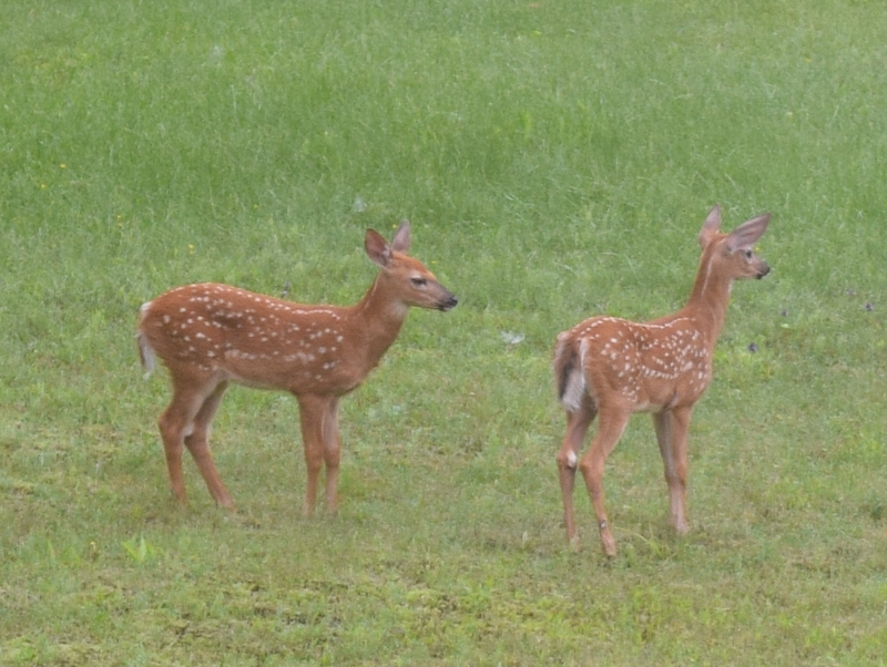 The stars - the two fawns that were hopping and jumping and chasing around - so frisky!